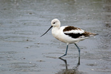 Male American Avocet at Dungeness, WA.